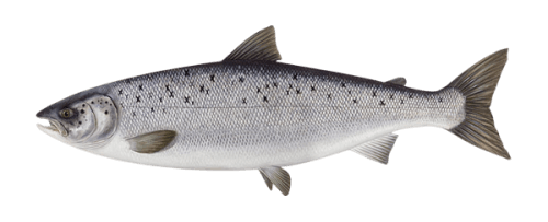 The fresh cool waters of southern Chile are ideal for farming Atlantic salmon, a large fish with a long body and a characteristically silver color with black spots on its body. Its meat is very versatile for all types of cuts, as well as being very healthy due to its high protein and Omega-3 content. - Producto de Aqua Chile