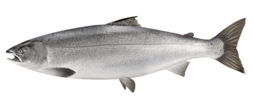 In Japan, Coho salmon has become a much sought-after food product that has gained great recognition, and is consumed in different ways, especially salted and cooked in a way that is known as “kirimi”. Just like other salmonids, it has a high percentage of DHA that makes it greatly appreciated for its good levels of Omega-3. - Producto de Aqua Chile