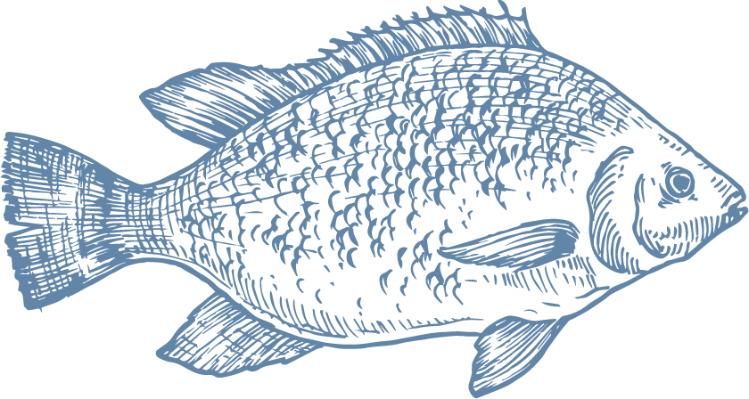 Tilapia is a low-calorie food that is rich in essential proteins, minerals and vitamins. AquaChile Tilapia is grown in freshwater in Costa Rica, with great care for its welfare, the environment and the health of those who will consume it. - Producto de Aqua Chile